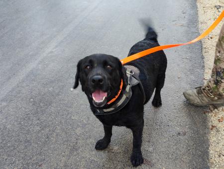 A search dog Sardelle from Simferopol rescued people in the area of special military operation.